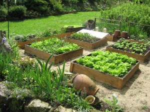 jardin_potager