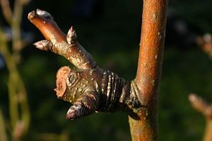 arbre-taille