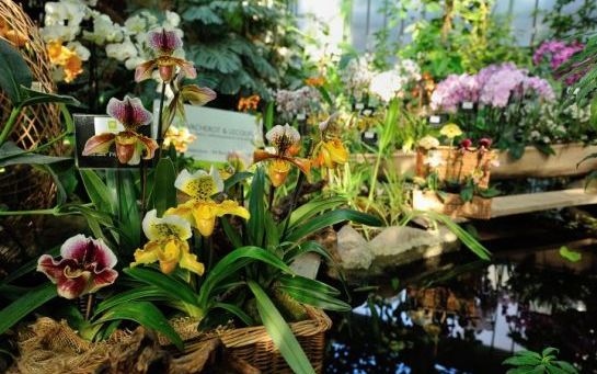 planter une orchidee dans le jardin