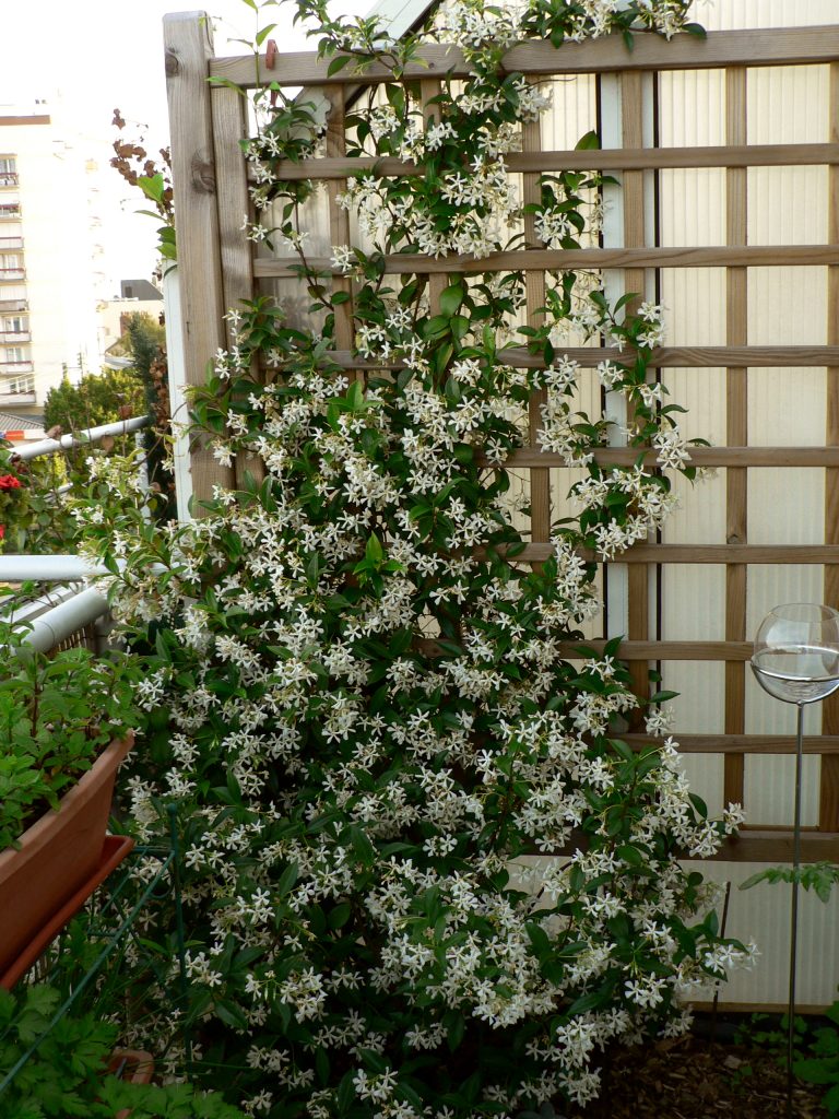 plantes-jasmin-etoile