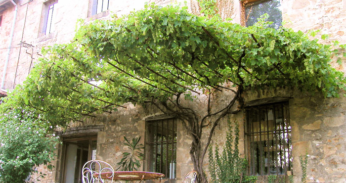 planter une vigne contre un mur