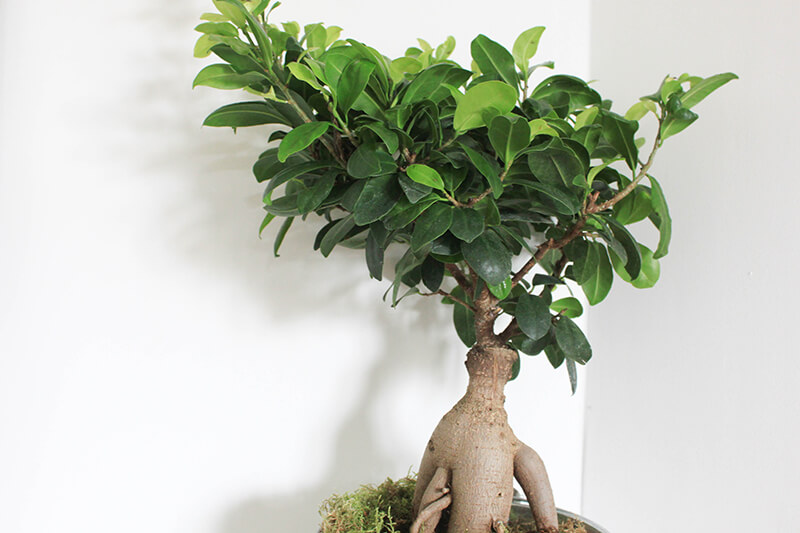 plantes-style-bonsai
