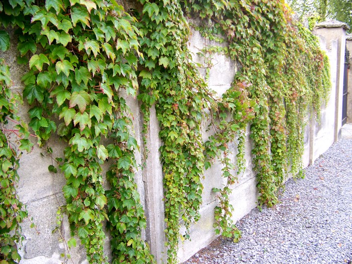 comment planter vigne vierge