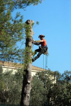 taille arbre